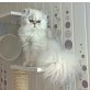 Unforgettable Prince, Chinchilla-Perser - Kater