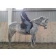 Ung. Warmblut! - Stute
