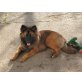 Ungarischer Schäferhund - Mix - Hündin