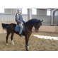 Ungarisches Sportpferd - Stute
