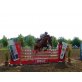 Ungarisches Sportpferd - Stute