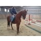 Ungarisches Sportpferd - Stute