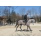 Ungarisches Sportpferd - Stute