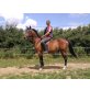 Ungarisches Sportpferd - Stute