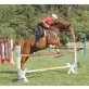 Ungarisches Sportpferd - Wallach