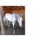 Ungarisches Warmblut - Wallach