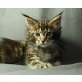 Unique One, Maine Coon - Katze