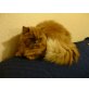 Unkas roter Perser, Perser Rot - Kater