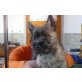 Unke, Cairn-Terrier - Hündin