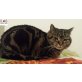 Unkomplizierte Mya sucht Traumplatz - Katze
