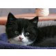 Uno , Britisch Kurzhaarkatze - Kater