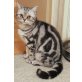 Uno, Britisch Kurzhaarkatze - Kater