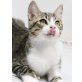 Uno, Pflegestelle in 85659 Forstern - Kater
