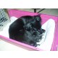 Unsere Babys, Chihuahua-Papillon - Rüde