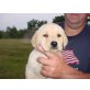 Unsere Creme Labrador Retriever Welpen kommen - Rüde