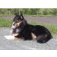 Unsere Sugar sucht ein neues zuhause, Sheltie - Hündin
