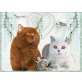 Unsere Wurg G, Britisch Kurzhaarkatze - Katze