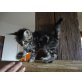 Unsere freundliche Panda, Maine Coon - Katze