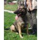 Unsere schöne LIZA (bea-fil) sucht sportliche - Hündin