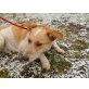 Unsere trächtige TIMI (kris-hu)sucht dringend - Rüde