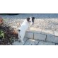 Untra, Jack-Russell-Terrier - Hündin
