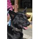 Uny, Schäferhund - Rüde