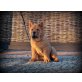 Urano Red Smooth Chow In The Fog, Chow-Chow Welpen - Rüde