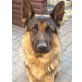Uri, Schäferhund-Mix - Rüde