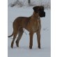Urius, Deutsche Dogge - Rüde