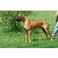 Urius, Deutsche Dogge - Rüde