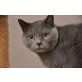 Urmal & Lumpi, Kartäuser - Kater