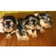 Urmel, Australian Silky Terrier Welpen - Rüde