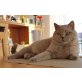 Urmel, Britisch Kurzhaarkatze - Kater