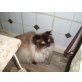 Urmel, Ragdoll - Kater