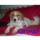 Urmel, Sheltie-Spitz-Pinscher-Mix - Rüde