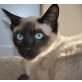 Urmel, Thai - Kater