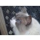 Urmel aus dem Eis, Ragdoll - Kater