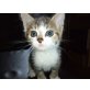 Urmel - selbstbewusstes kleines Katerchen - Kater