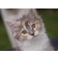 Ursel, Maine Coon - Katze