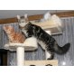Ursus of Maine Fire, Maine Coon - Kater