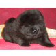 Usagi Black Moon , Chow-Chow - Hündin