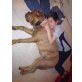Uschi, Bordeauxdogge - Hündin