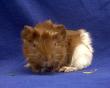 Uschi, Rosette - weiblich