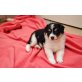 Uschi, Undine, Ulysses, Collie _ Bordercollie - Mix Welpen - Hündin