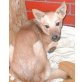 Usi, Schäferhund Mix - Hündin