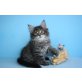 Ustinov, Maine Coon - Kater