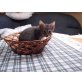 Ute, EHK-Kitten - Katze