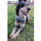 Ute, aktive Setter-Mix Hündin su. Zuhause - Hündin