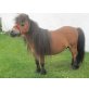 Utrillo van de Capriolen, Minishetlandpony (unter 87cm) Utrillo - Hengst