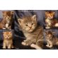 V-Wurf of Sherokee, Maine Coon - Kater